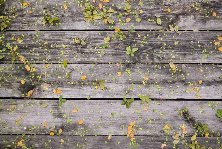 WordPress Development di Indonesia: Ekosistem yang Matang